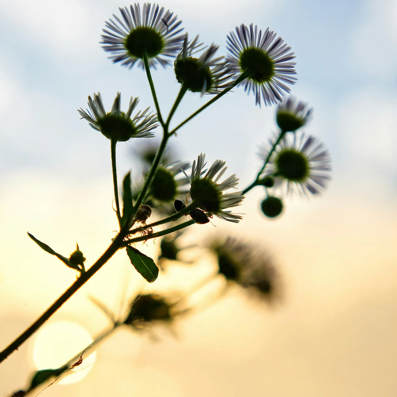 Fiori selvatici al tramonto